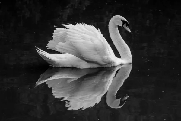 在水中倒影的漂浮白天鹅特写镜头 — 图库照片