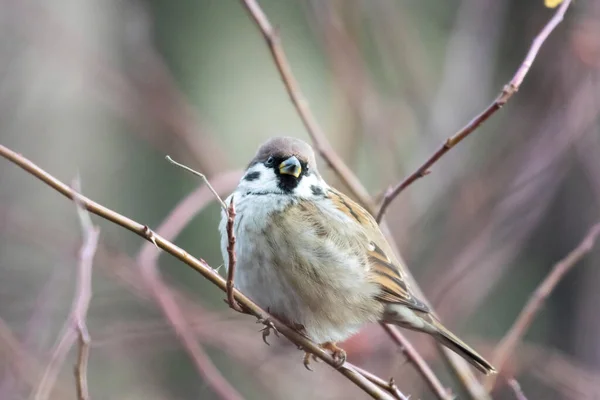 Makro Syn Eurasiska Träd Sparv Passer Montanus Uppflugen Den Smala — Stockfoto