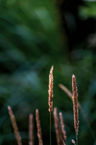 Gros Plan Vertical Melica Ciliata Épi Poilu Melic Soyeux Melic — Photo