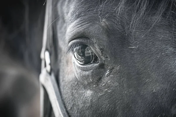 Крупним Планом Очі Сірого Коня — стокове фото