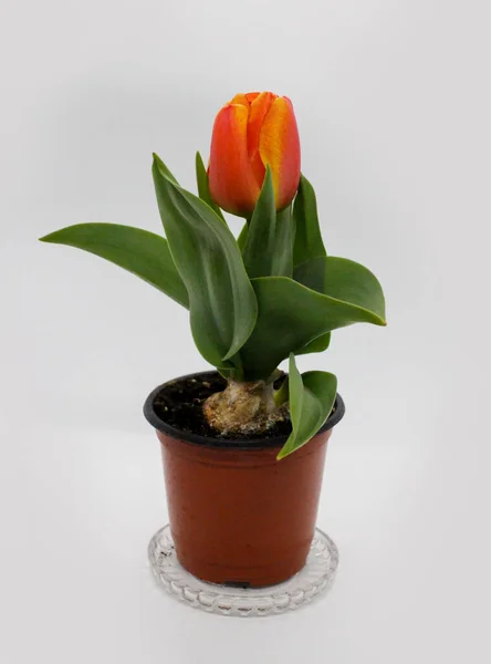 Flor Primavera Representativa Tulipa Rosa Holandesa — Fotografia de Stock
