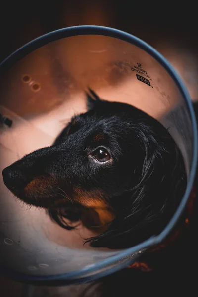 A closeup shot of a sad dog with veterinary collar around the neck
