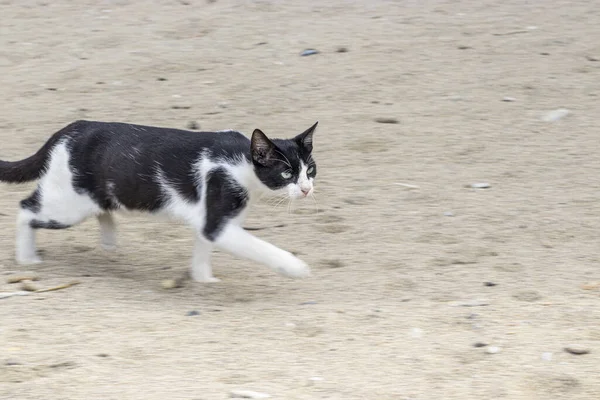 Gato Andando Chão — Fotografia de Stock