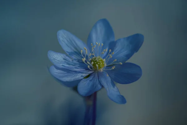 Hepatit Transilvanya Çiçeğinin Gün Işığında Bulanık Arkaplanlı Bir Bahçede Sığ — Stok fotoğraf
