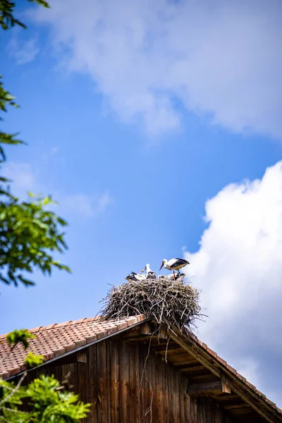 Eine Vertikale Von Störchen Die Auf Ihrem Nest Auf Einem — Stockfoto