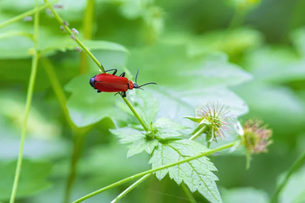 Close Uma Flor Fogo Carmesim Uma Haste Verde Uma Fábrica — Fotografia de Stock