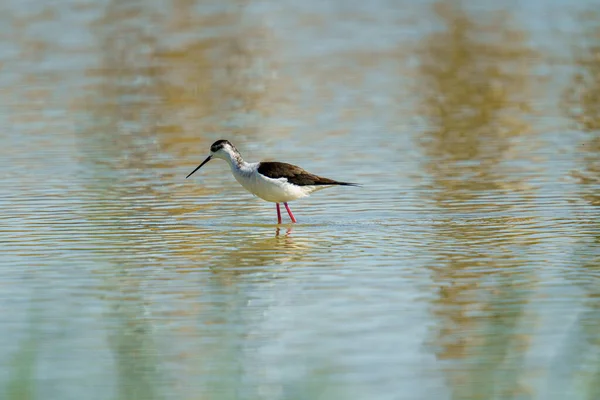 A Black-winged stilts walking in the water on a blurry background