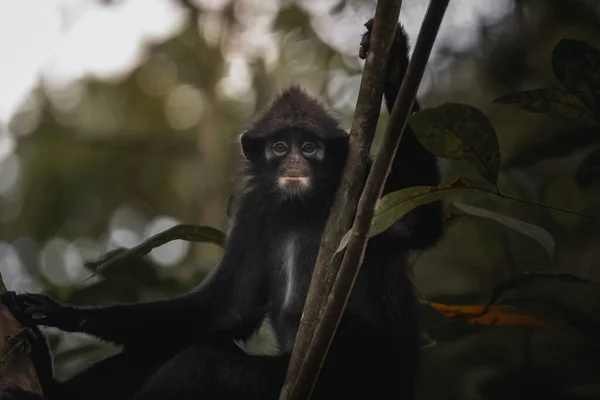 Foco Superficial Macaco Langur Crepúsculo Uma Árvore — Fotografia de Stock