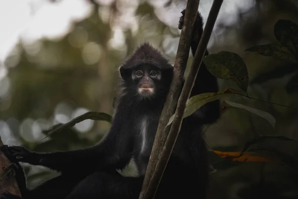 Une Mise Point Superficielle Singe Langur Crépusculaire Sur Arbre — Photo