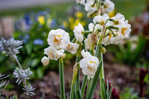 Een Mooie Witte Narcis Bloemen Een Tuin Schoonheid Der Natuur — Stockfoto