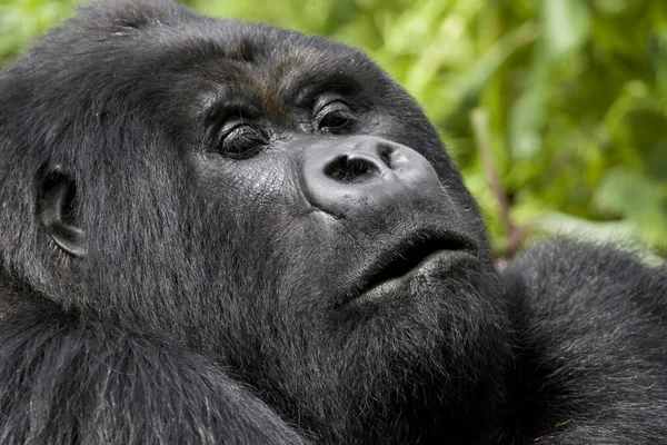 Fotografía Tamaño Completo Del Retrato Wild Gorilla Parque Nacional Virunga — Foto de Stock