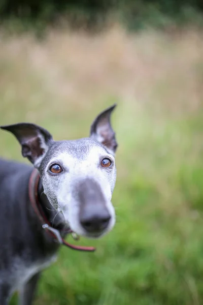 Vertical Shot Adorable Whippet Looking Camera Blurred Background — Stock Photo, Image