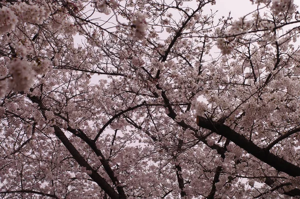 一个美丽的樱花在春天的季节在公园里绽放 自然的花朵背景 — 图库照片