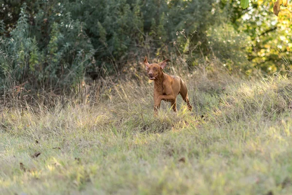 Enfoque Selectivo Vizsla Húngara Corriendo Campo —  Fotos de Stock