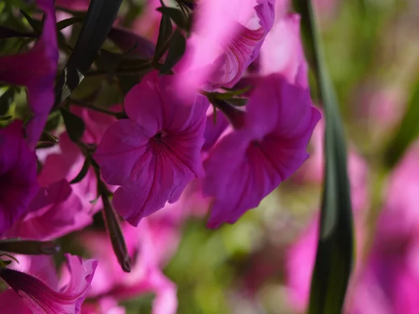 Primer Plano Una Hermosa Flor Floreciendo Jardín Munsinger Con Fondo —  Fotos de Stock