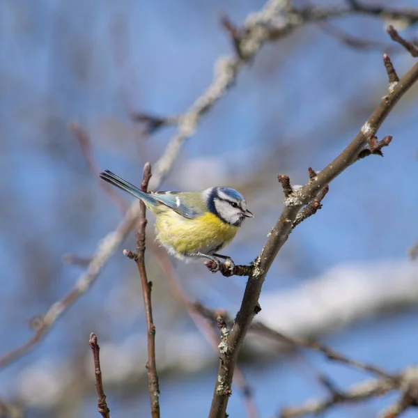 Small Tit Bright Bluish Yellow Plumage Twig Spring — Photo