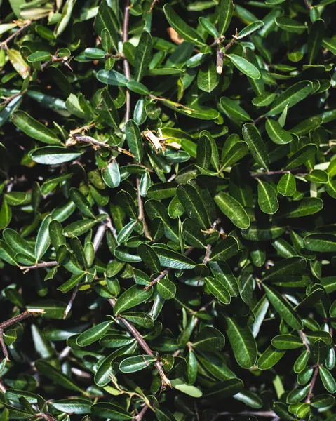 Ein Vertikaler Schuss Cotoneaster Blätter — Stockfoto