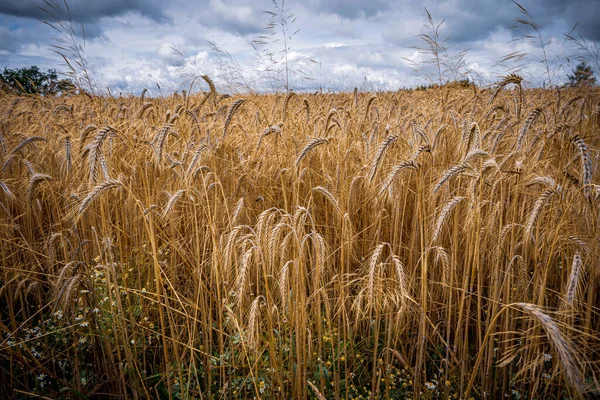 Eine Landschaftlich Reizvolle Aufnahme Der Weizenfelder Ende Des Sommers — Stockfoto
