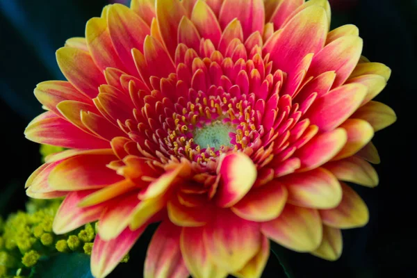 Eine Nahaufnahme Einer Schönen Lebendigen Chrysanthemenblume Auf Schwarzem Hintergrund — Stockfoto