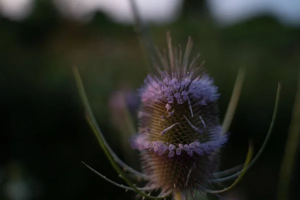 Les Fleurs Teasel Fleurissent Dans Champ — Photo