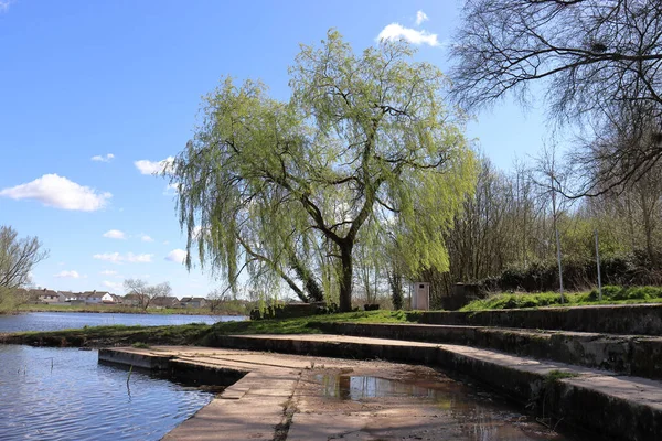Parkta Bir Nehrin Kenarında Büyüyen Yeşil Yapraksız Ağaçların Güzel Bir — Stok fotoğraf