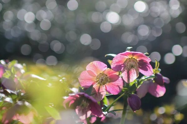 Selektywny Helleborus Kwiaty Pod Słońcem — Zdjęcie stockowe