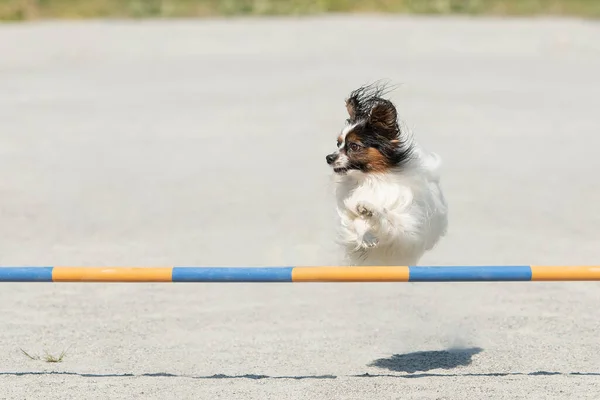 Милый Папийон Прыгающий Через Преграду Ловкости Собачьей Беготне — стоковое фото