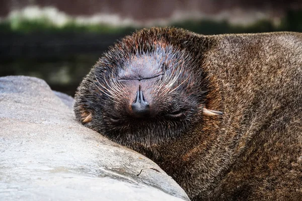 頭を逆さまにして 石の上で眠っている毛皮のシールの閉鎖 — ストック写真