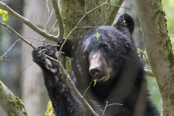 Detailní Portrét Černého Medvěda Který Snaží Vylézt Strom Lese — Stock fotografie