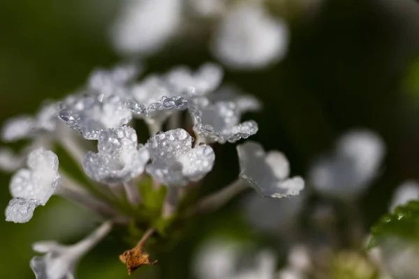 Zbliżenie Zdjęcie Białych Kwiatów Kroplami Rosy — Zdjęcie stockowe