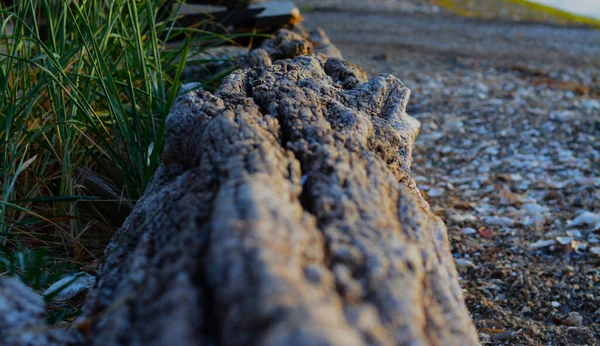 Een Dichtbij Shot Van Een Driftwood Een Strand — Stockfoto