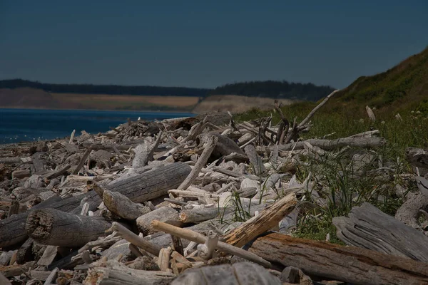 Μια Επιλεκτική Φωτογραφία Της Στοίβας Των Driftwood Στην Ακτή Στο — Φωτογραφία Αρχείου