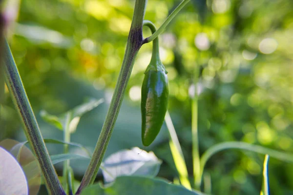 植物に熟していないコショウのクローズアップショット — ストック写真