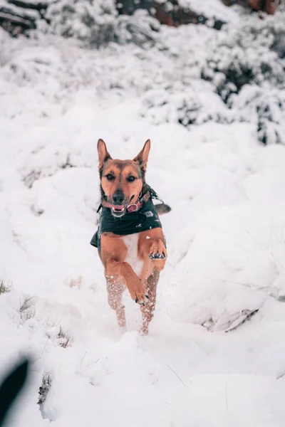 Krásný Záběr Německého Ovčáka Psa Běží Bílém Sněhu Zemi Zimním — Stock fotografie