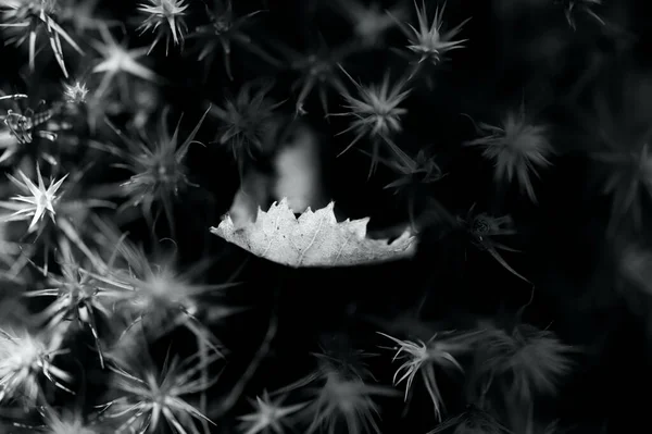 とげに落ちた葉の灰色のクローズアップショット — ストック写真