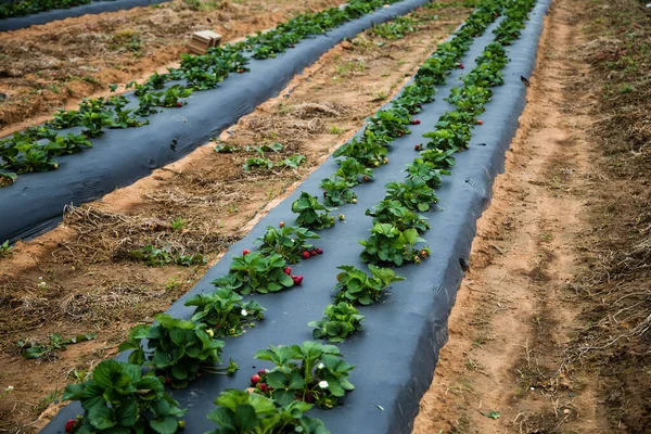 Der Anbau Frischer Erdbeeren Auf Dem Bauernhof — Stockfoto