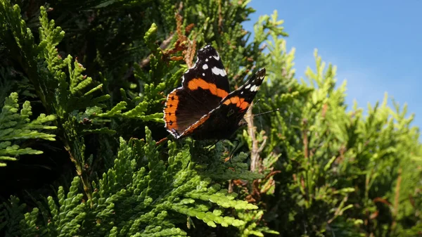 Nahaufnahme Eines Schmetterlings Auf Einer Kiefer — Stockfoto