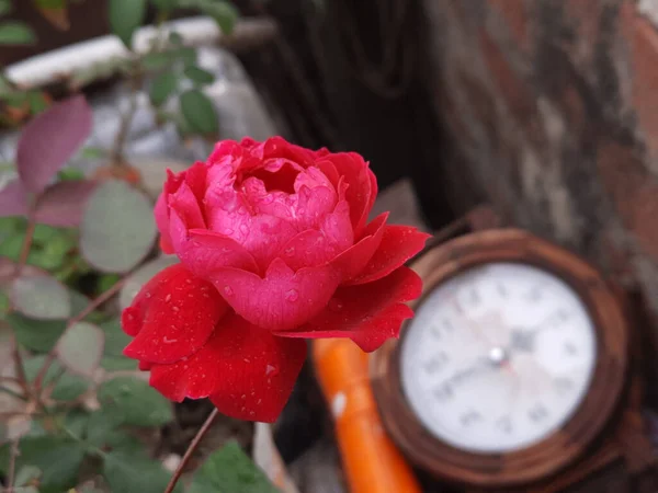 Zbliżenie Czerwonej Róży Kwitnącej Ogrodzie — Zdjęcie stockowe