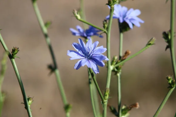 Primer Plano Achicorias Marineros Azules Sobre Fondo Borroso — Foto de Stock