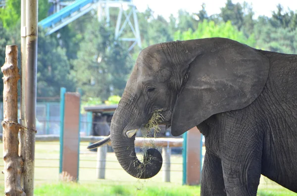 Nahaufnahme Eines Elefanten Der Gras Safaripark Frisst Mit Viel Grün — Stockfoto