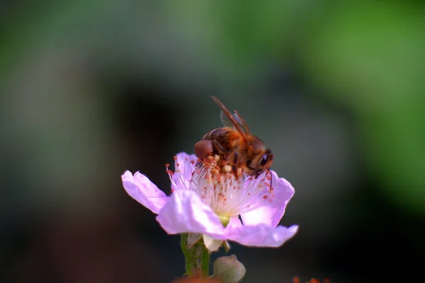 Selektivní Záběr Včely Sbírající Pyl Růžového Květu — Stock fotografie