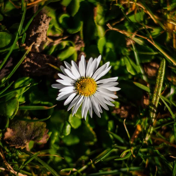 Eine Nahaufnahme Einer Weißen Blume Mit Grünen Blättern Auf Dem — Stockfoto