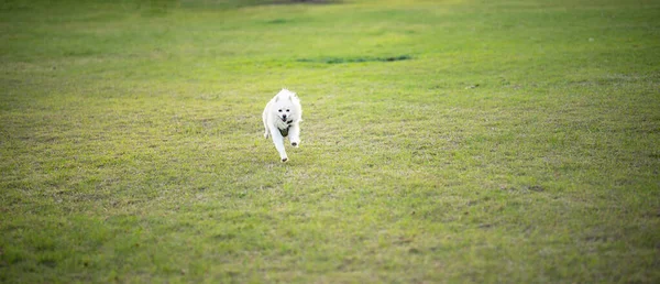 Une Journée Été Lumineuse Extérieur Avec Chien Blanc Mignon Courant — Photo