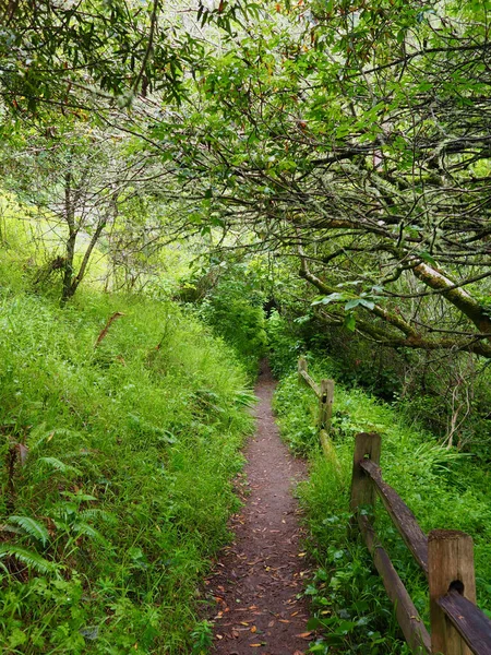 OLYMPUS DIGITAL CAMERA 'dan ormandaki yolun panoramik görüntüsü