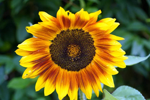 Detailní Záběr Krásné Slunečnice Kvetoucí Zahradě — Stock fotografie