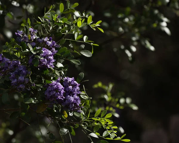 A closeup of blooming Mountain Laurel flowers during spring in Texas