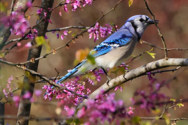 在模糊的背景下 一只蓝鸟栖息在树枝上的特写镜头 — 图库照片