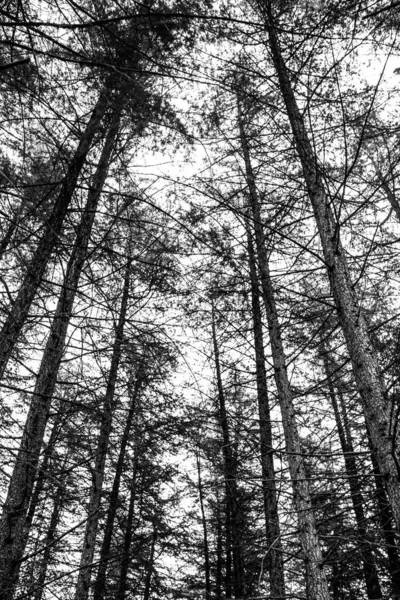Plan Vertical Une Belle Forêt Pleine Arbres Niveaux Gris — Photo