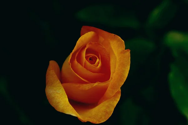 Macro Shot Orange Rose Blurry Background — Stock Photo, Image