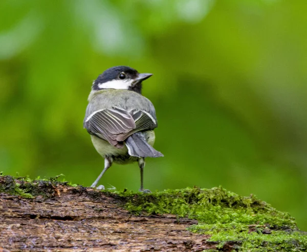 Beautiful Shot Great Tit Forest — Zdjęcie stockowe